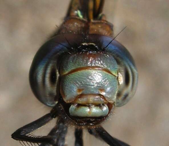 Image of Spatterdock Darner