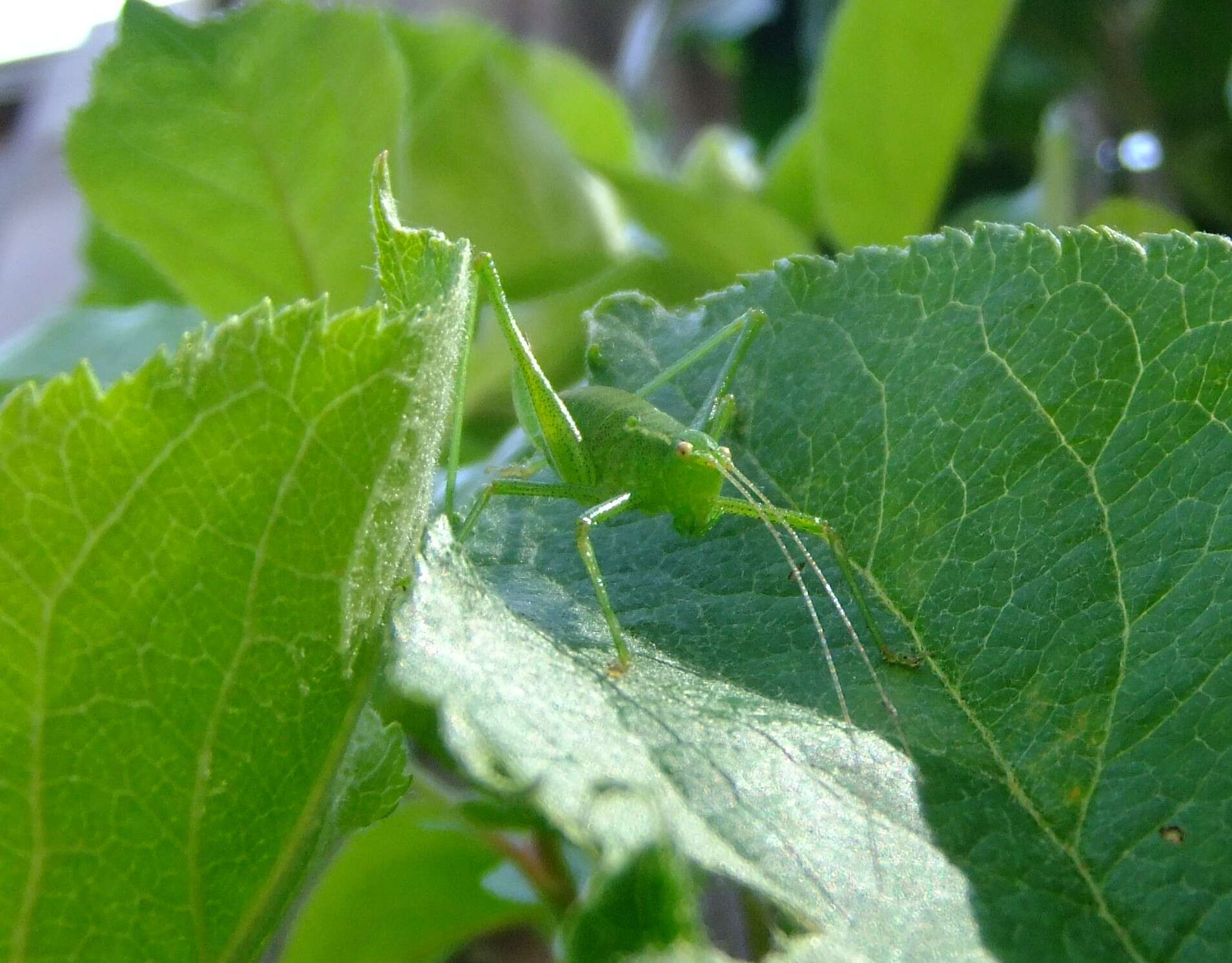 Image of speckled bush-cricket