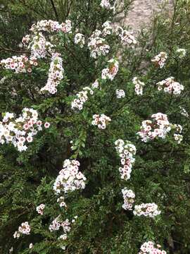 Image of Thryptomene calycina (Lindley) Stapf