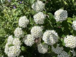 Image of Spiraea pubescens Turcz.