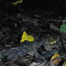 Image of Congo dwarf crocodile