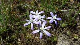 Image of vernalpool brodiaea