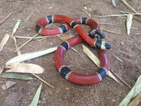 Image of West Mexican Coral Snake