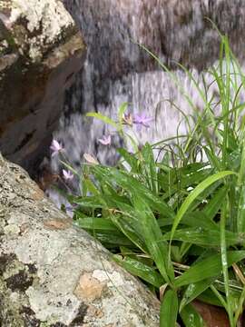 Image de Xerophyta elegans (Balf.) Baker