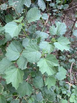 Imagem de Hibiscus diversifolius Jacq.