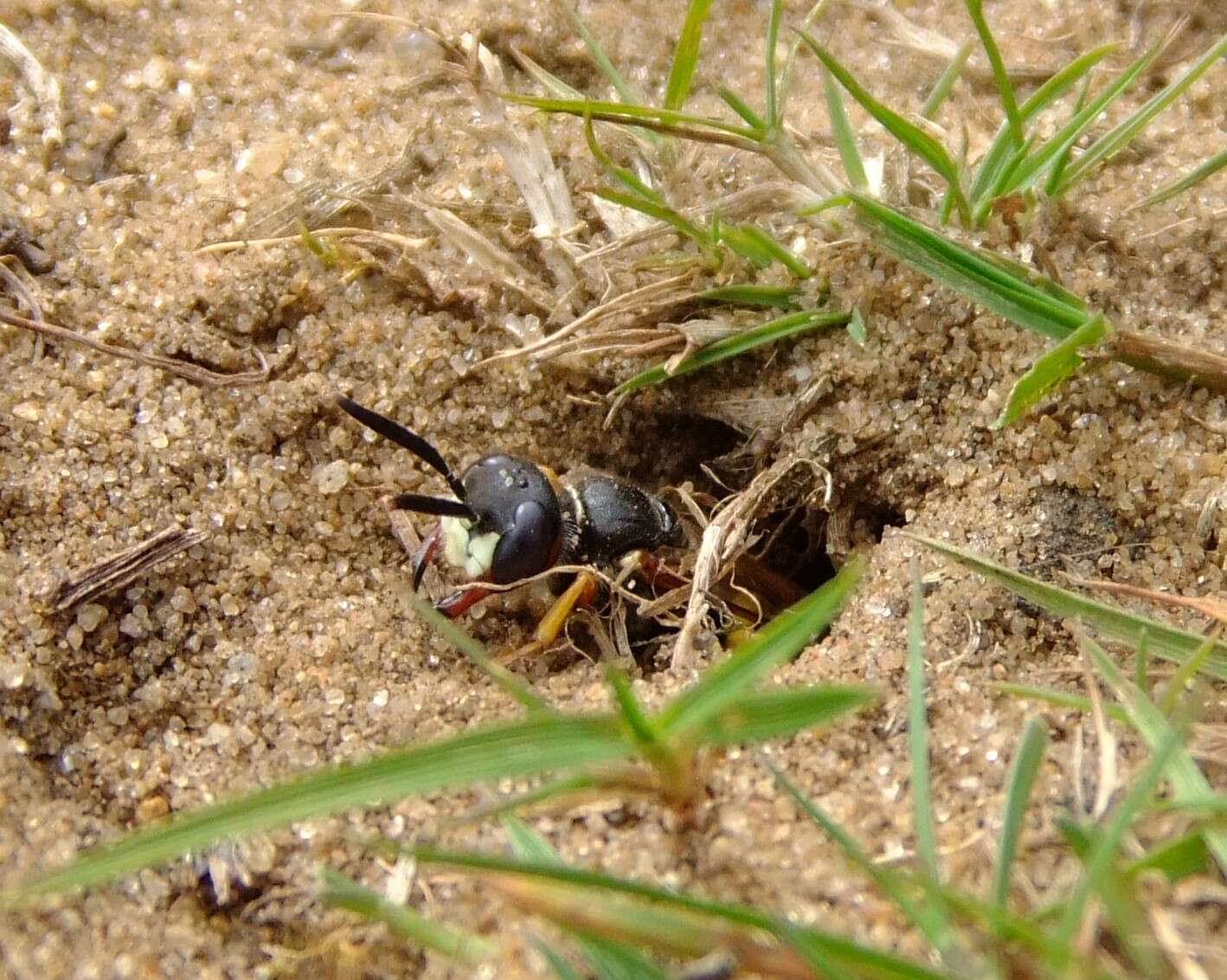 Imagem de Philanthus triangulum (Fabricius 1775)