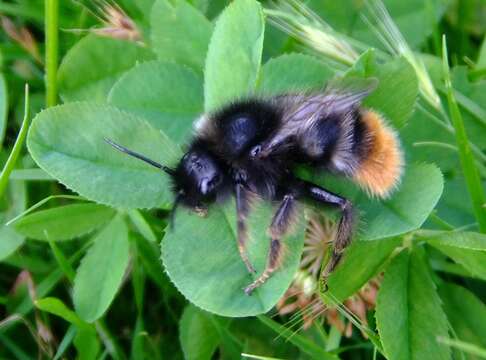 Image of Bombus rupestris (Fabricius 1793)