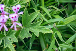 Image of Pelargonium citronellum J. J. A. Van der Walt