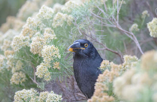 Image of Lord Howe currawong