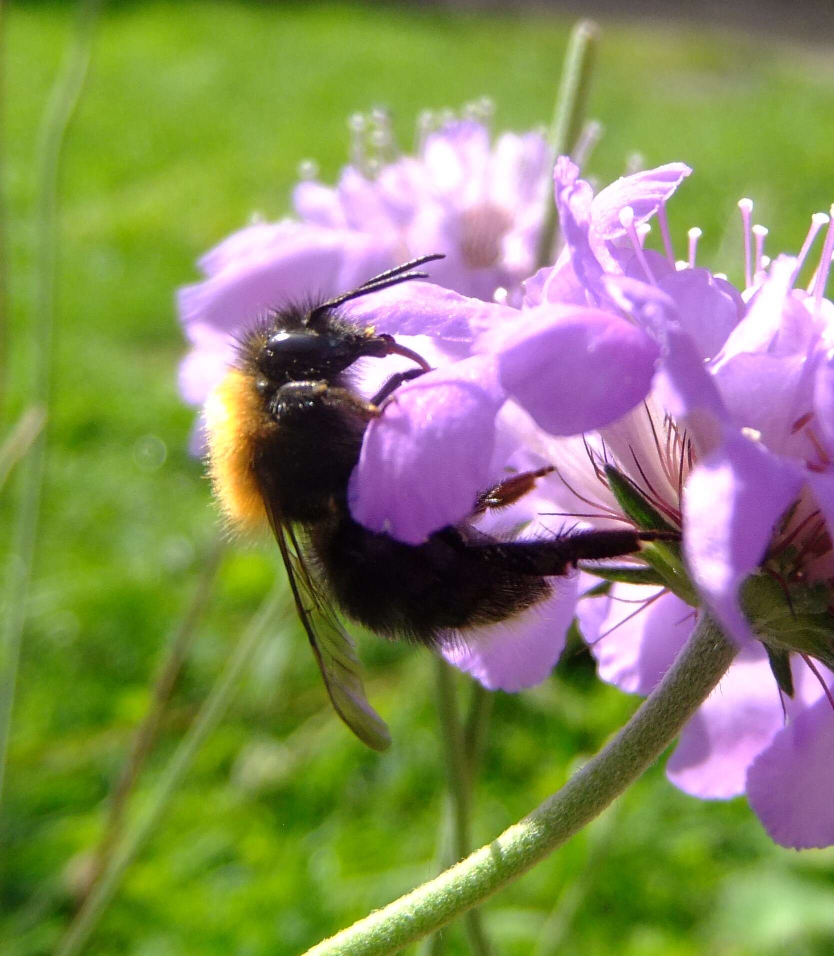 Image of Bombus hypnorum (Linnaeus 1758)