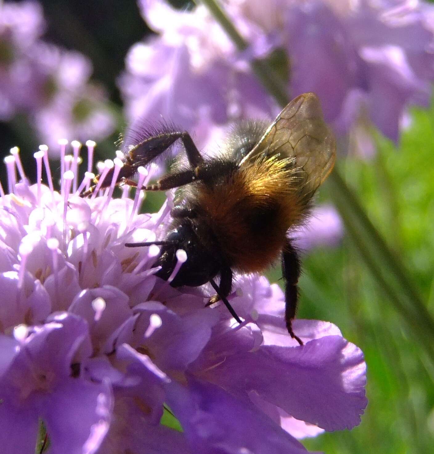 Image of Bombus hypnorum (Linnaeus 1758)