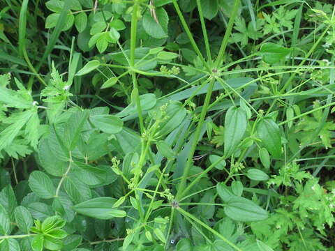 Plancia ëd Rubia cordifolia L.