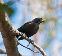 Image of Tawny-shouldered Blackbird