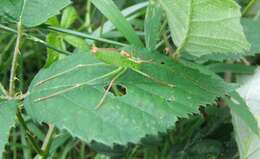 Image of speckled bush-cricket