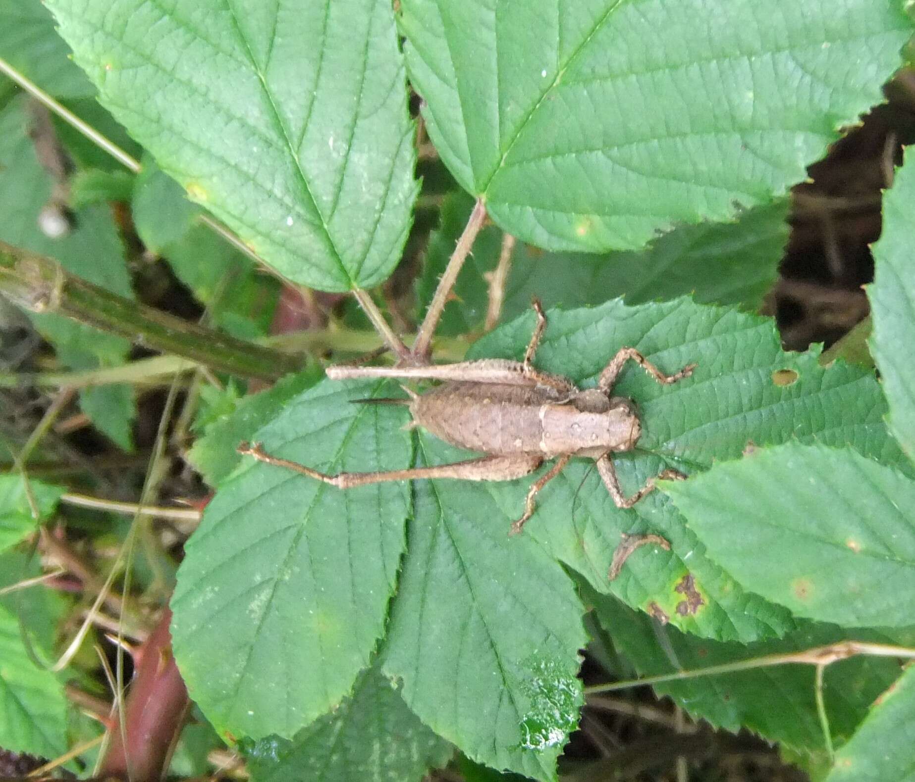 Image of dark bush-cricket