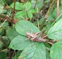 Image of dark bush-cricket