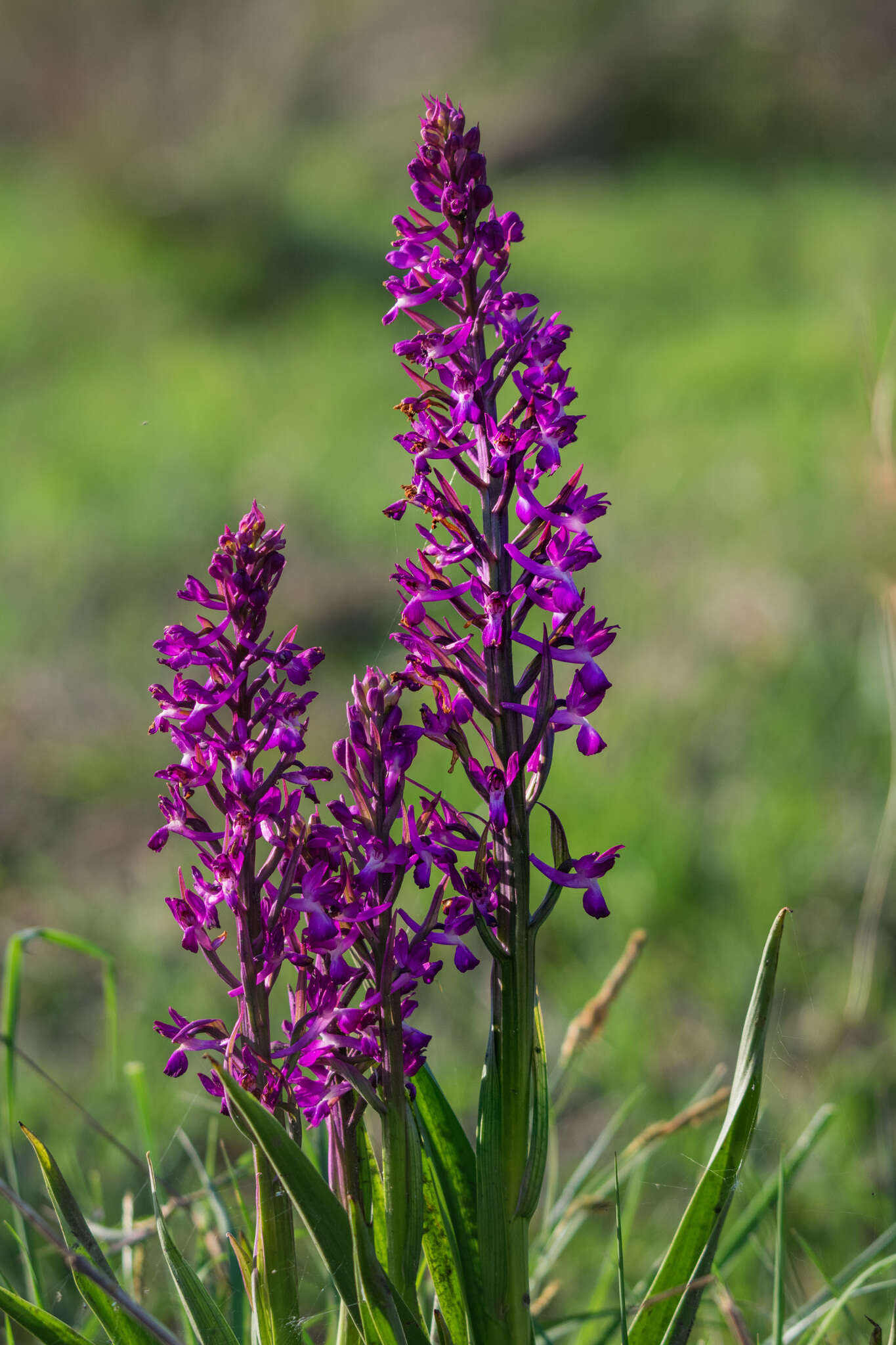 Anacamptis laxiflora (Lam.) R. M. Bateman, Pridgeon & M. W. Chase的圖片