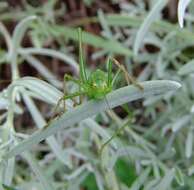 Image of speckled bush-cricket