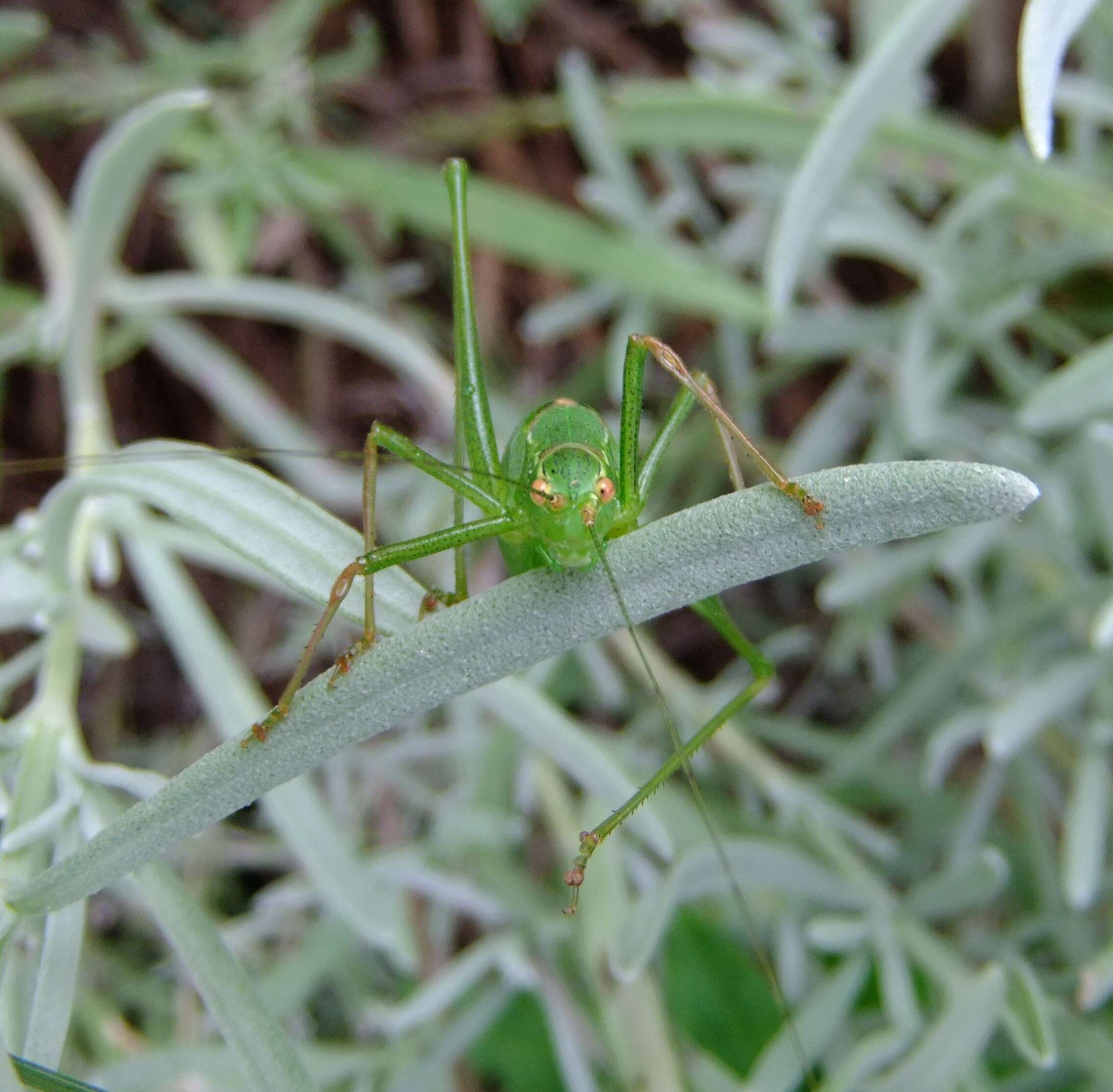 Image of speckled bush-cricket