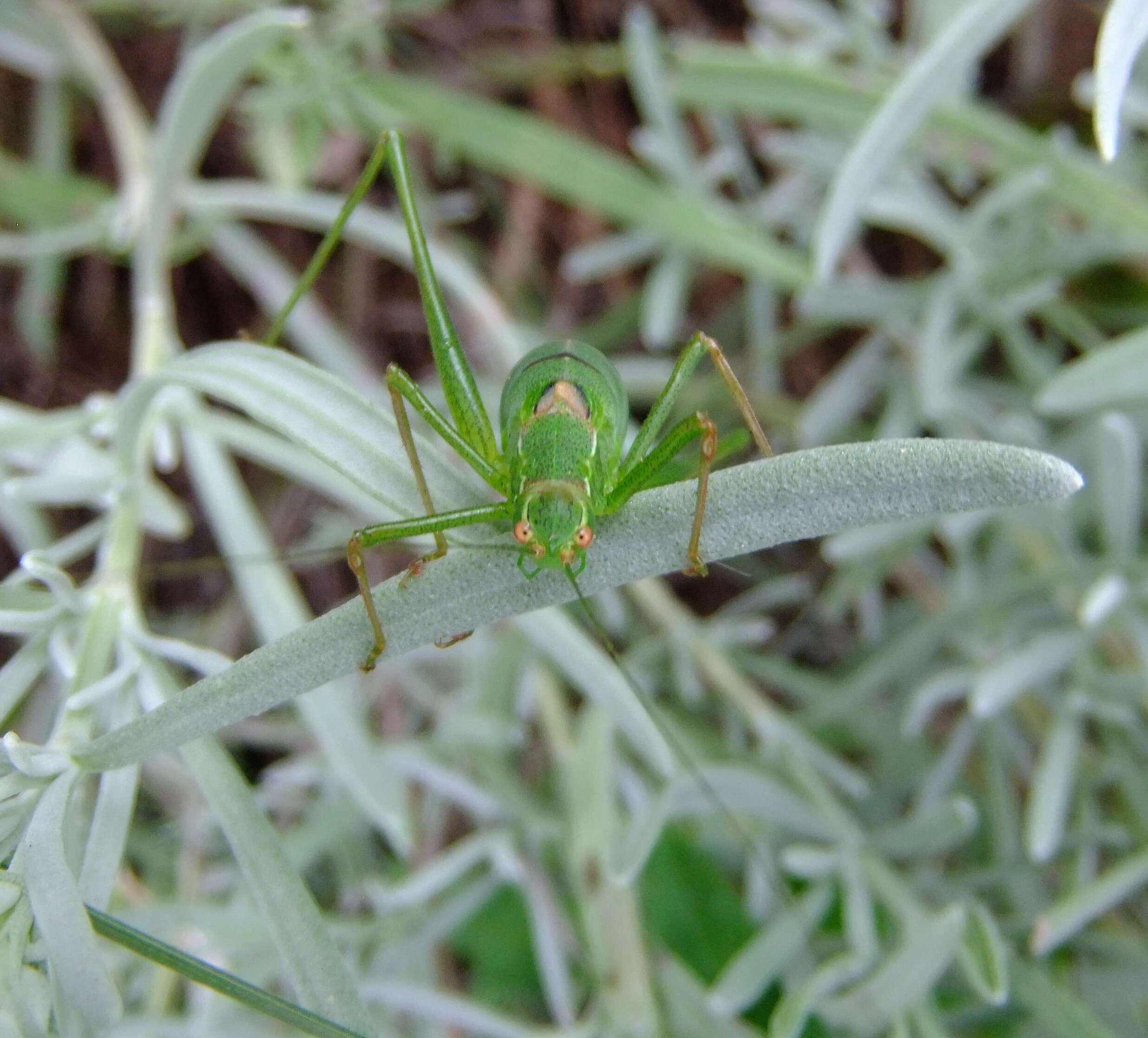 Image of speckled bush-cricket