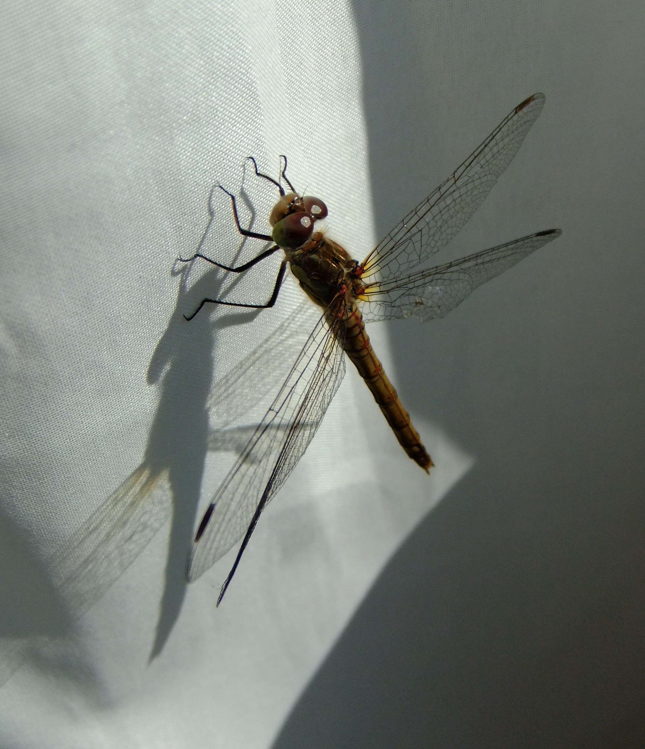 Image of Brown Hawker