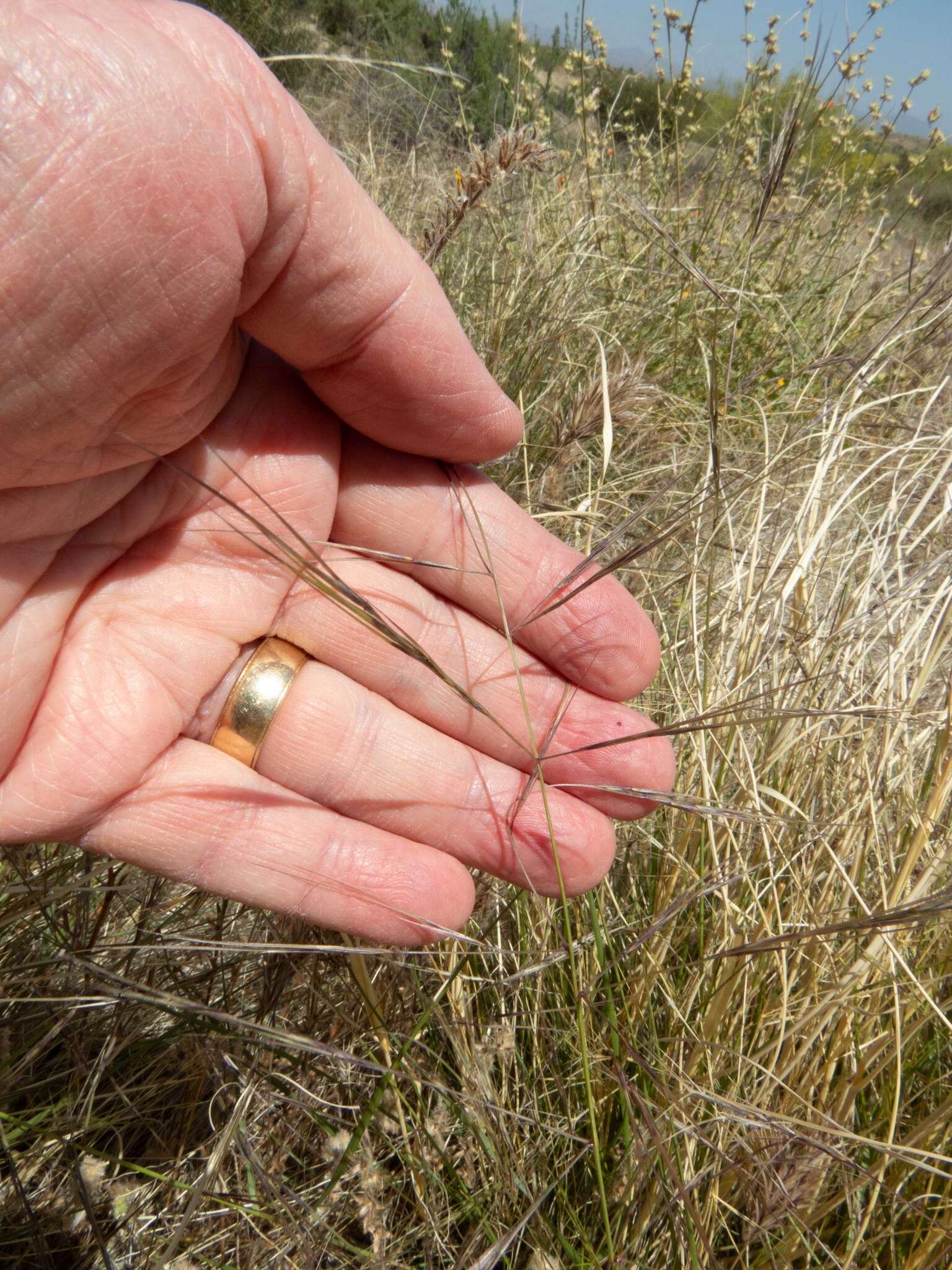 Image of spidergrass