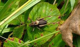 Image of dark bush-cricket