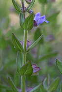 Image de Scutellaria parvula var. parvula