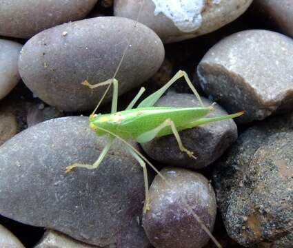 Image of Drumming Katydid