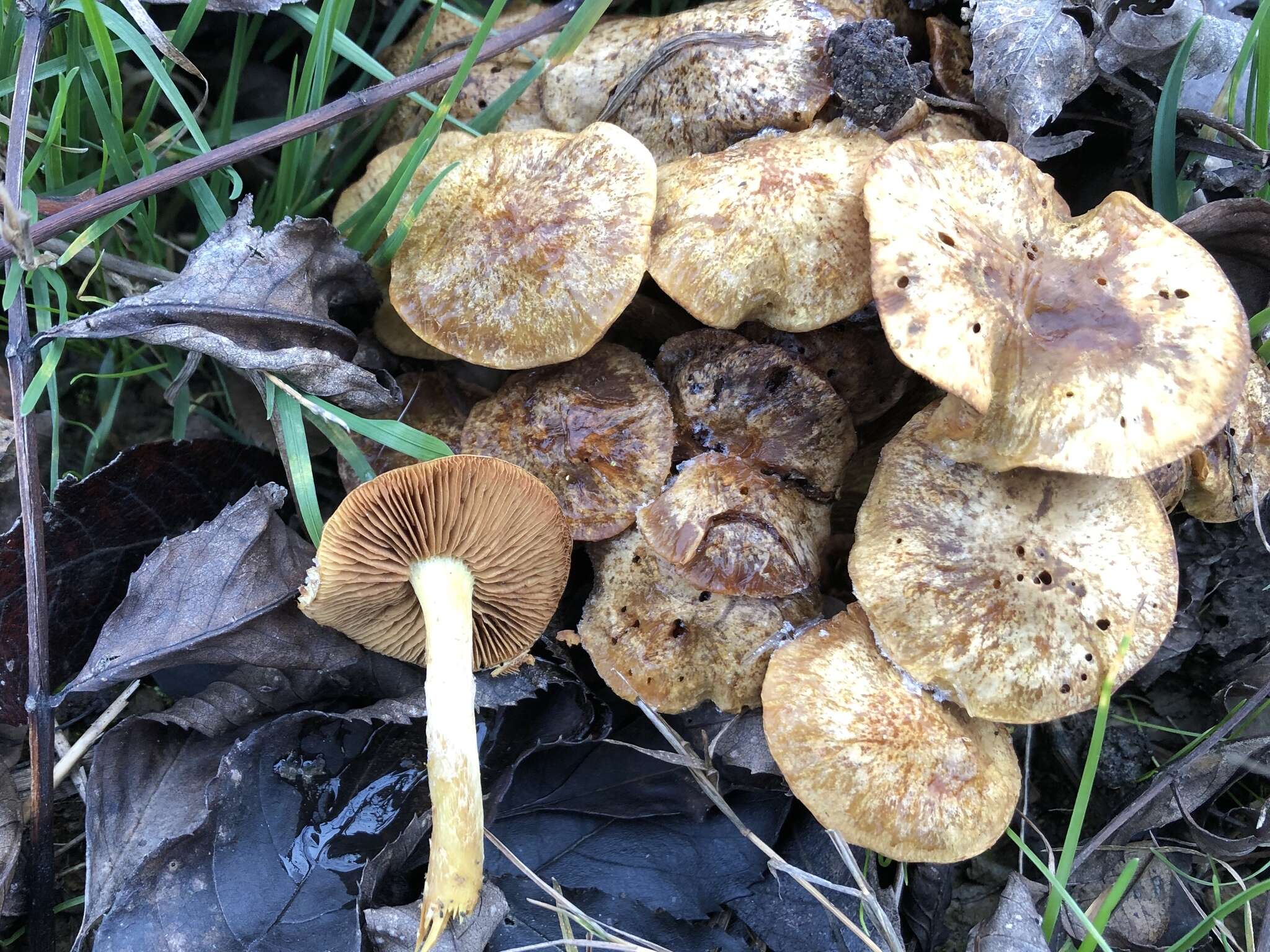 Image of slender pholiota