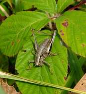 Image of dark bush-cricket