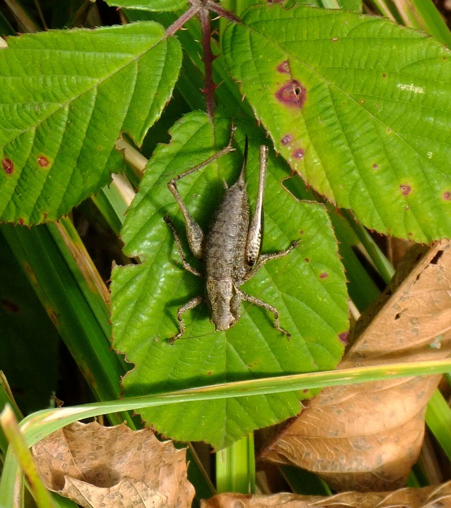 Image of dark bush-cricket