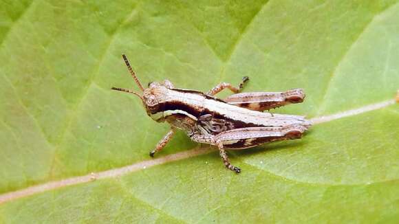 Melanoplus islandicus Blatchley 1898 resmi