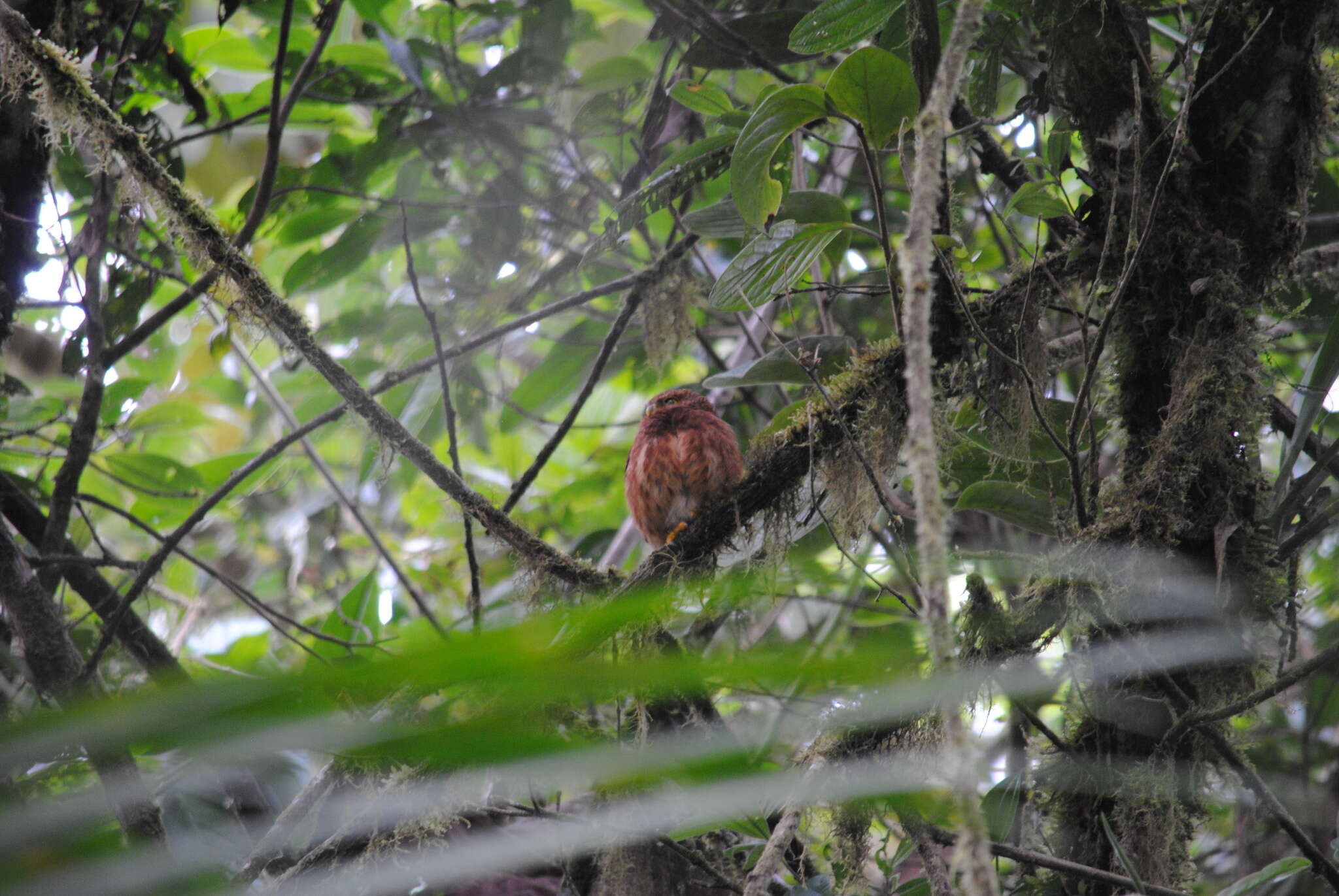 Image of Andean Pygmy Owl