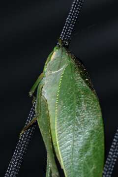 Image of Philophyllia ingens Hebard 1933