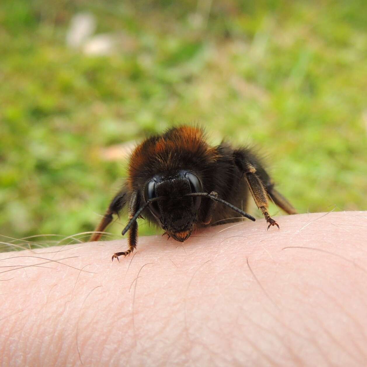 Image of Bombus hypnorum (Linnaeus 1758)