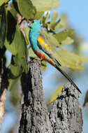 Image of Golden-shouldered Parrot