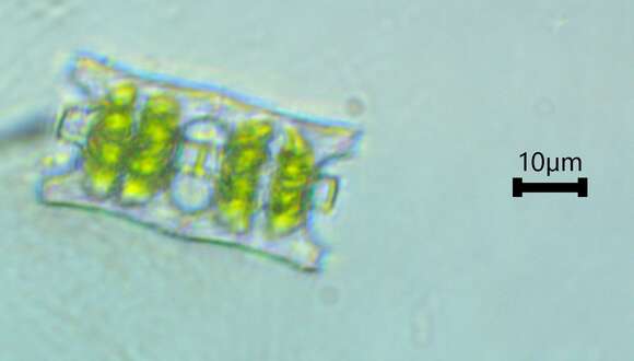 Image of Desmidium baileyi