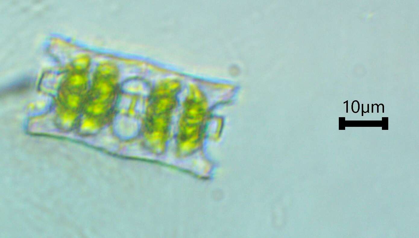 Слика од Desmidium baileyi