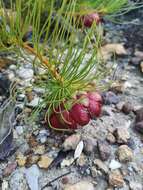 Image of Protea pityphylla Phillips