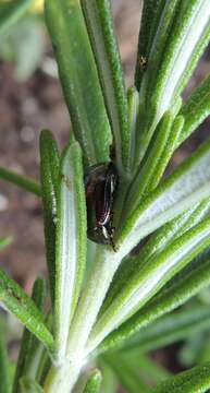 Image of Chrysolina americana