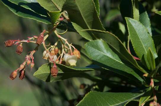 Image of strawberry tree