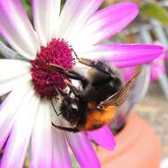 Image of Bombus hypnorum (Linnaeus 1758)