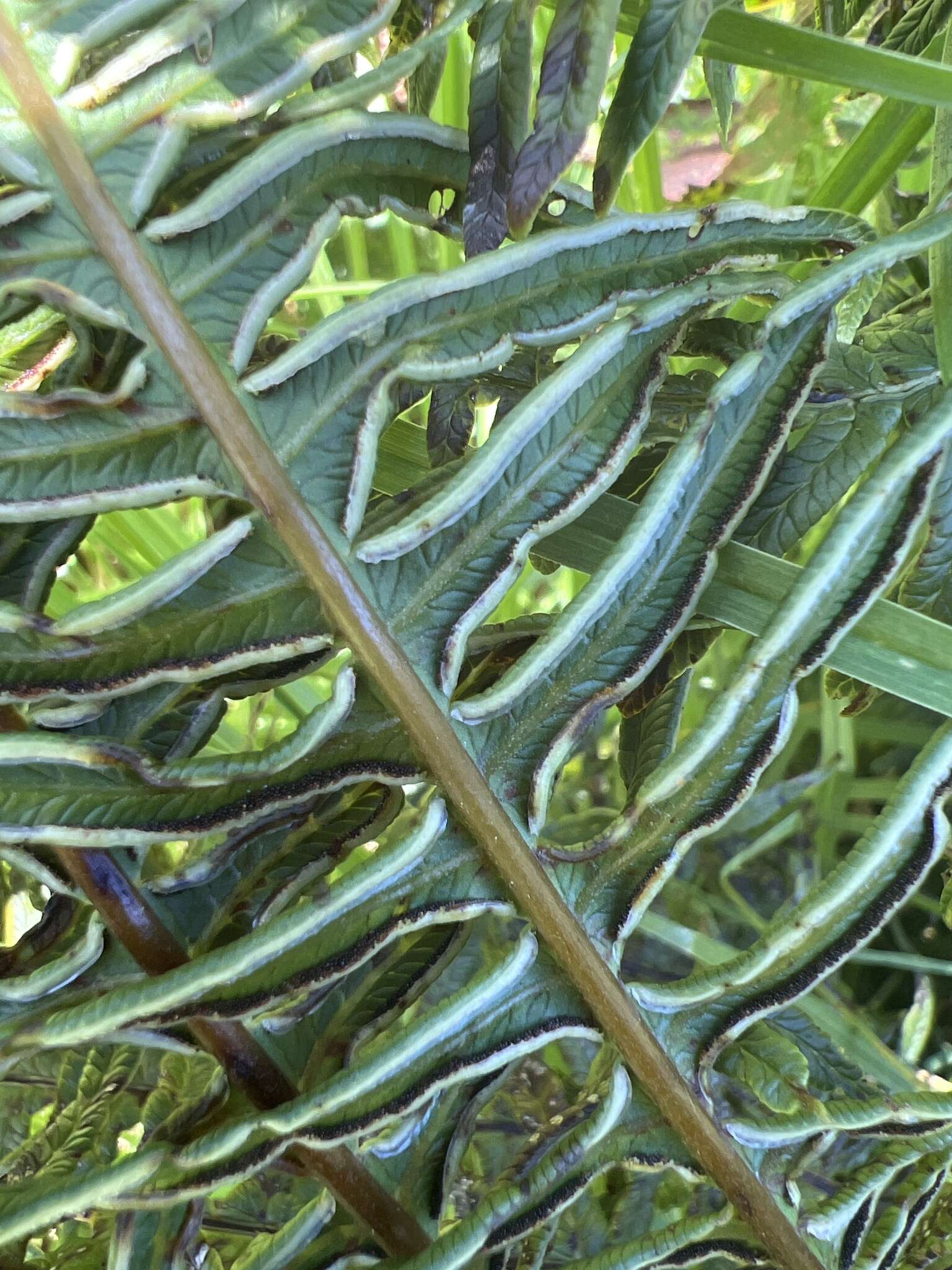 Imagem de Pteris terminalis Wall.