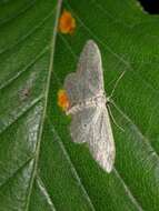 Imagem de Idaea calunetaria Staudinger 1859