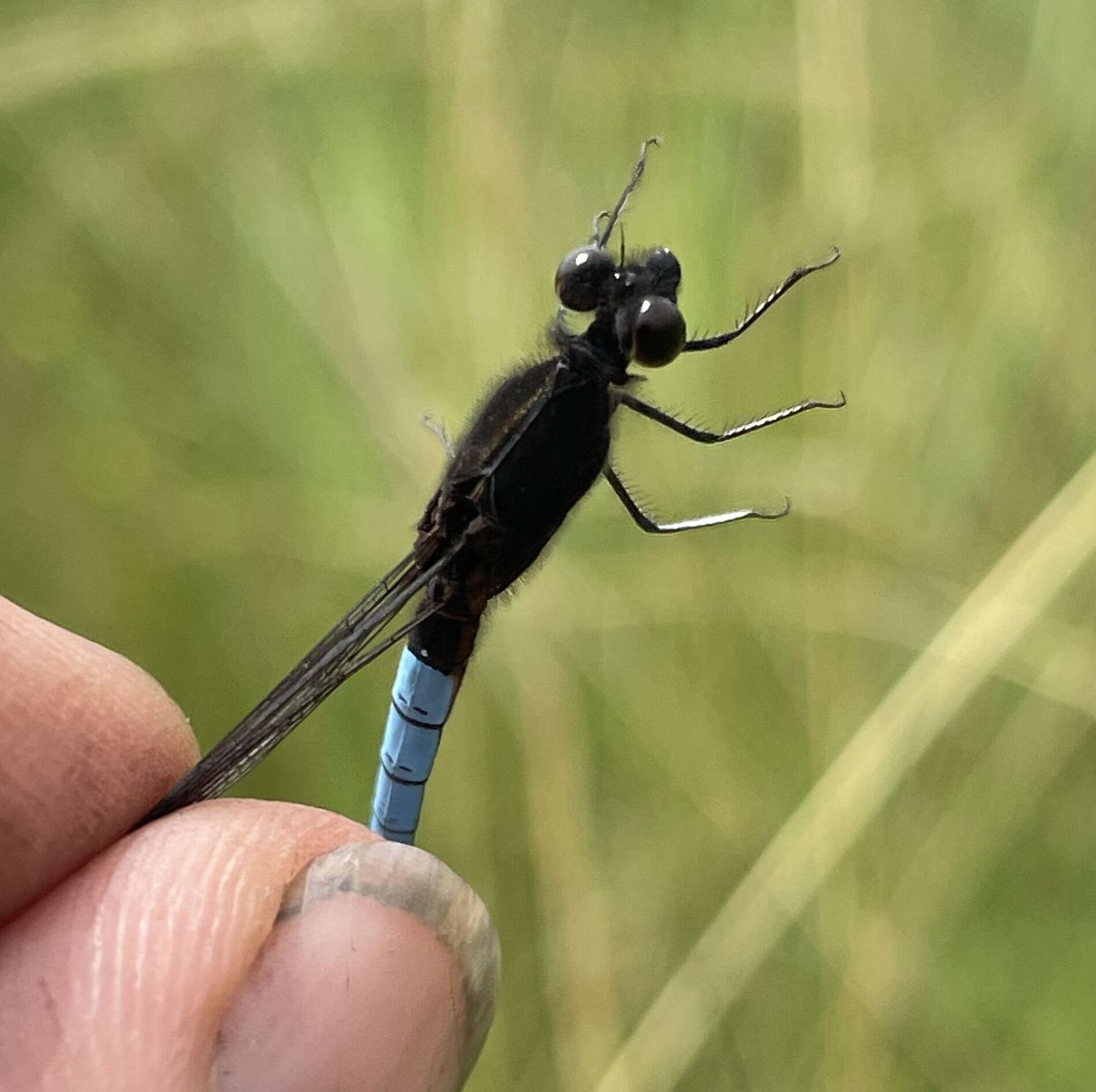 Image of Platycypha bamptoni (Pinhey 1975)