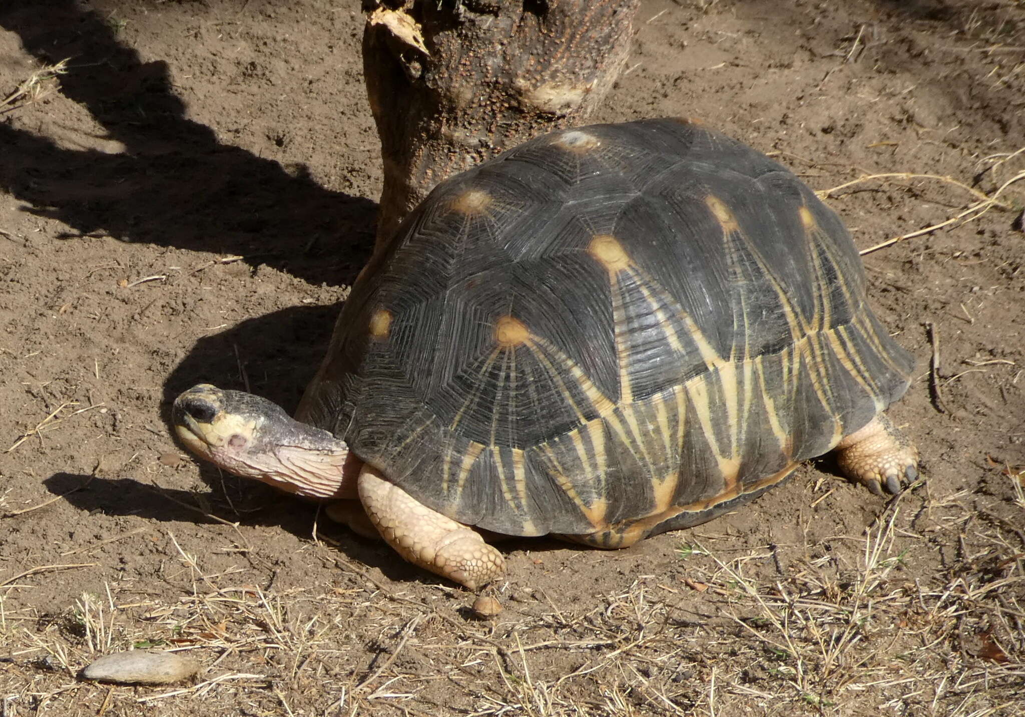 Imagem de Astrochelys radiata (Shaw 1802)