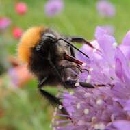 Image of Bombus hypnorum (Linnaeus 1758)