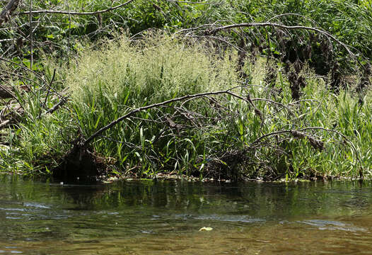 Image of whorlgrass
