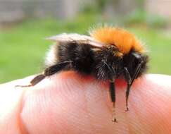 Image of Bombus hypnorum (Linnaeus 1758)